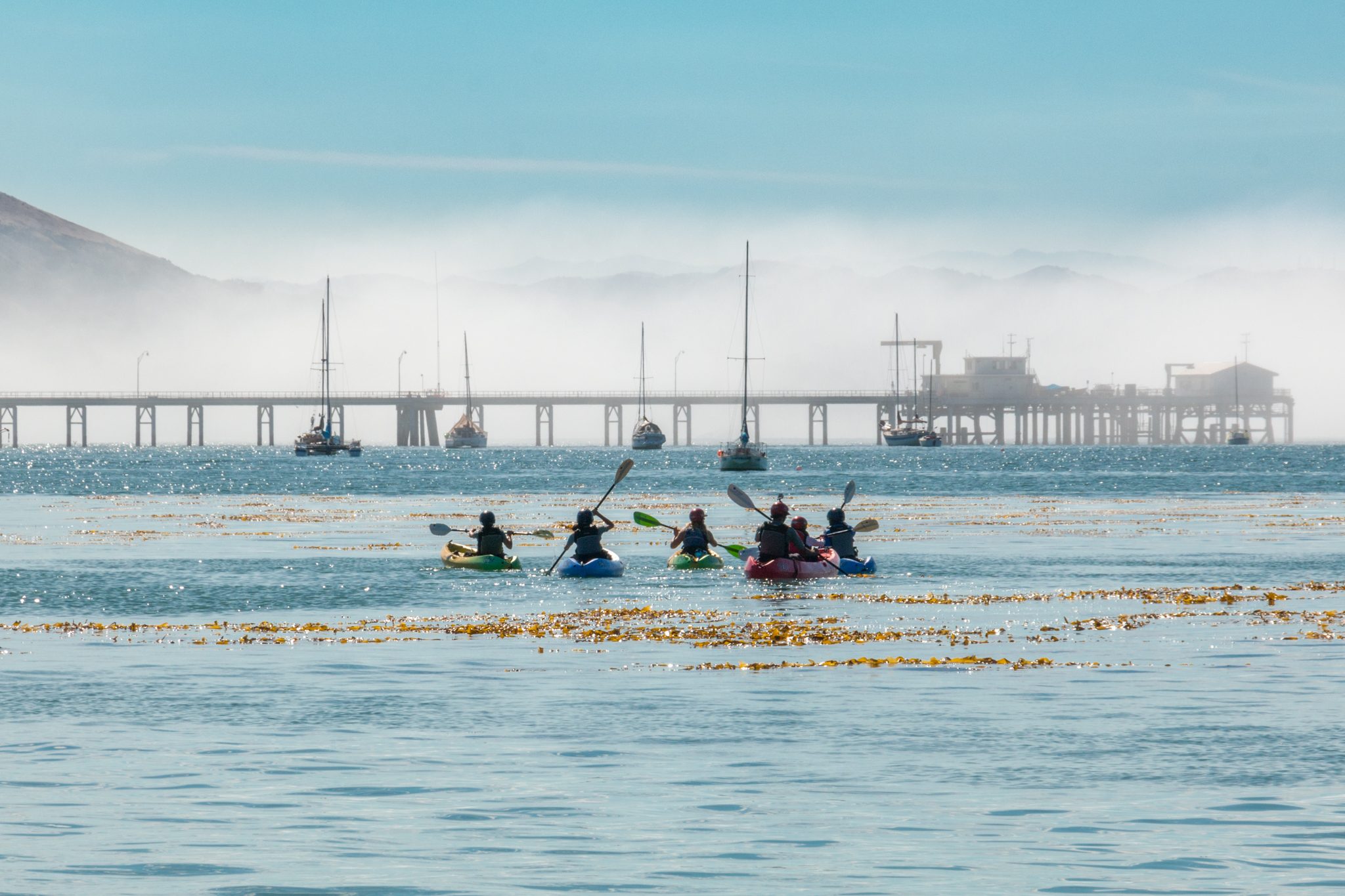 A group of kayakers paddling through kelp toward Cal Poly Pier as fog rolls over the hills